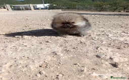 Pomerania perros en venta: PRECIOSA BOLITA DE MACHITO CHIQUITIN DE POMERANIA - Imagen 2