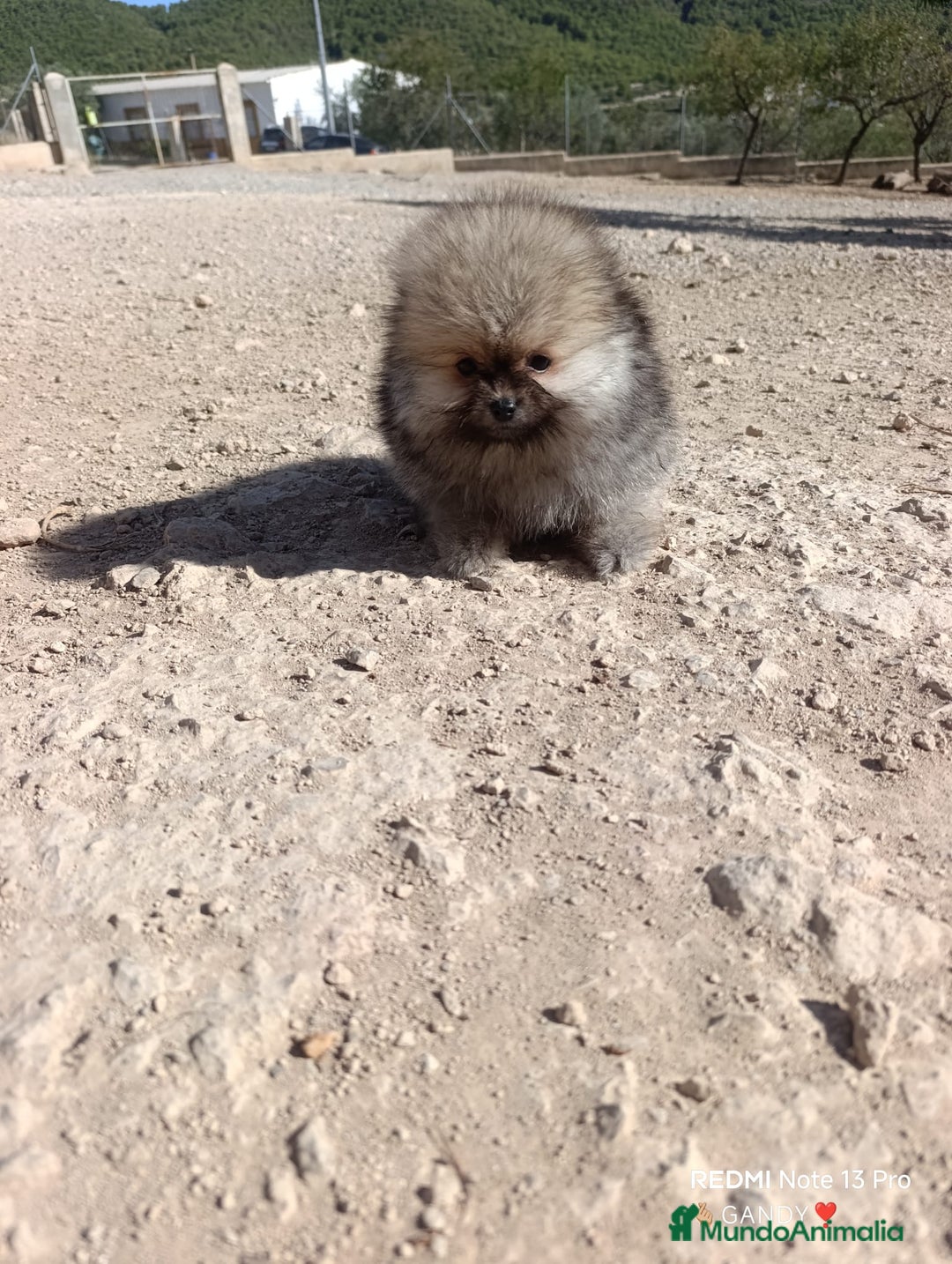 Pomerania perros en venta: PRECIOSA BOLITA DE MACHITO CHIQUITIN DE POMERANIA - Imagen 2