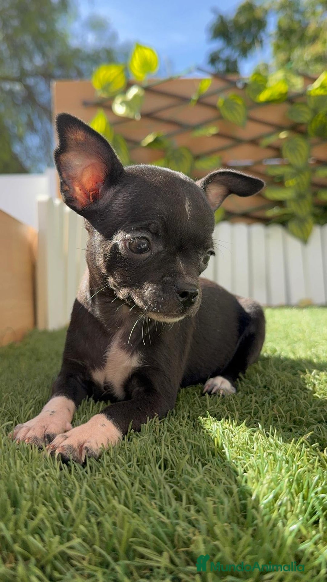 Chihuahua perros en venta: CHIHUAHUA HEMBRA - Imagen 1