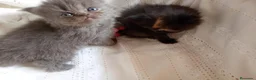 Himalayo gatos en venta: Disponible gatito persa himalayo - Anuncio 10