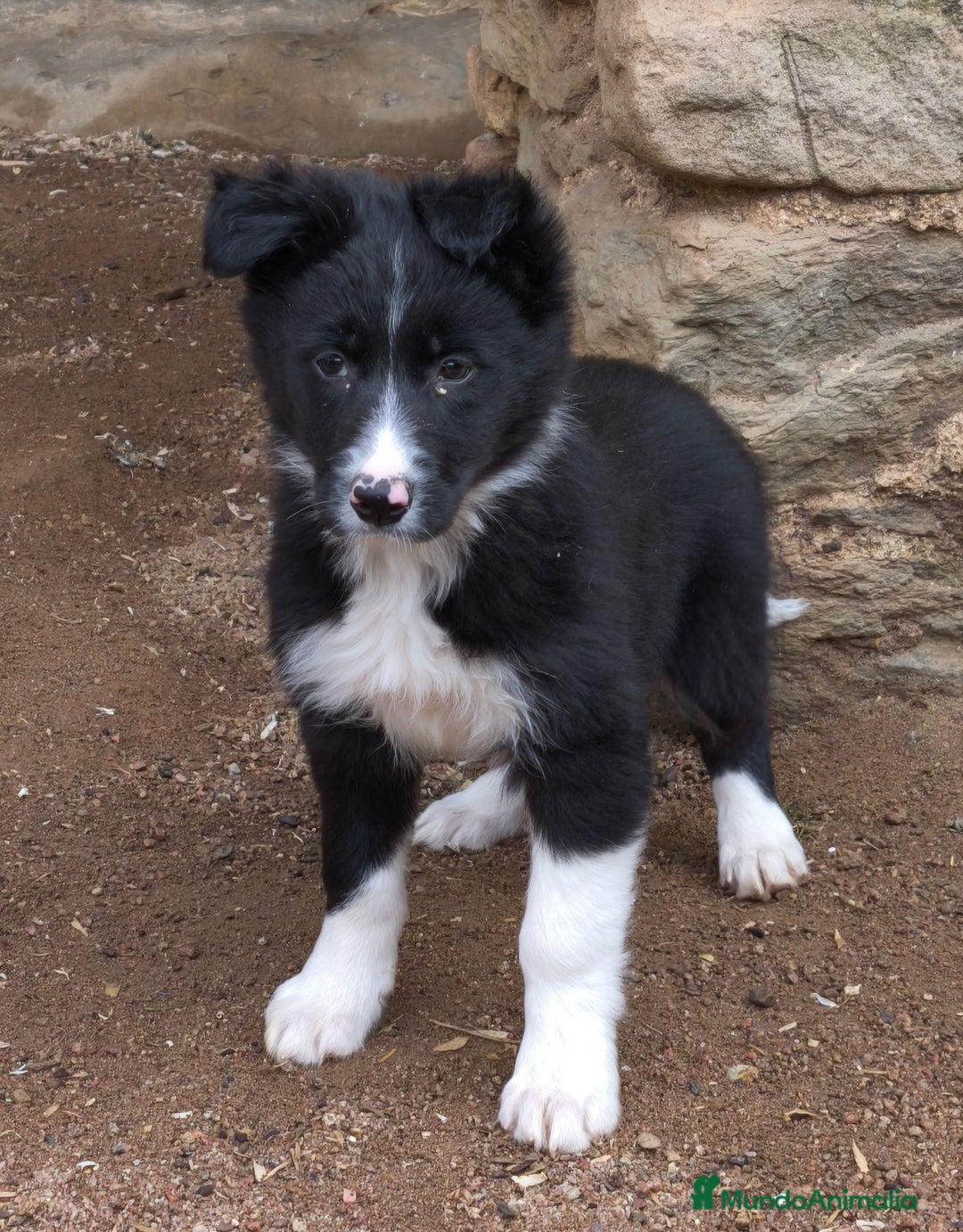 Border Collie perros en venta: Cachorros border collie de 2 meses  - Anuncio 8