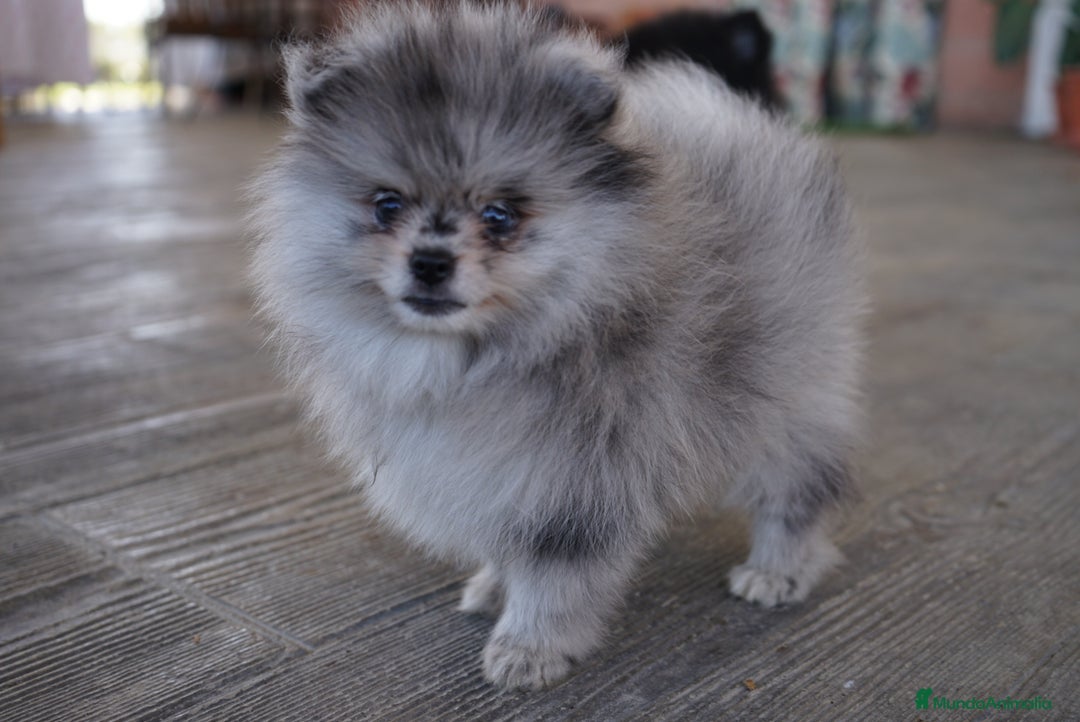 Pomerania perros en venta: 🌌 Prodigy – Pomerania Merlé en miniatura 🐾 - Imagen 2