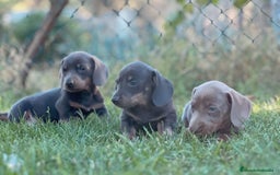Teckel Miniatura perros en venta: Teckel miniatura - Imagen 6