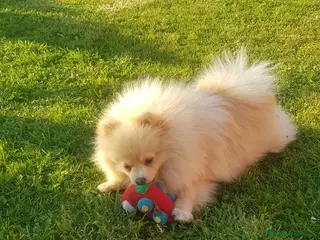 Pomerania perros en venta: POMERANIA - Anuncio 1