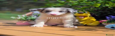 Border Collie 1