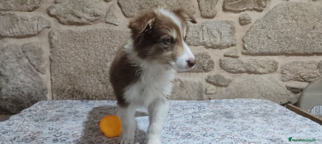 Border Collie perros en venta: Border collie macho - Anuncio 3