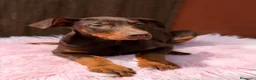Dobermann perros en venta: Doberman chocolate americana  - Anuncio 8