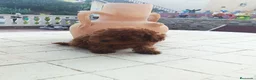 Caniche Toy perros en venta: CANICHE TOY - Anuncio 5