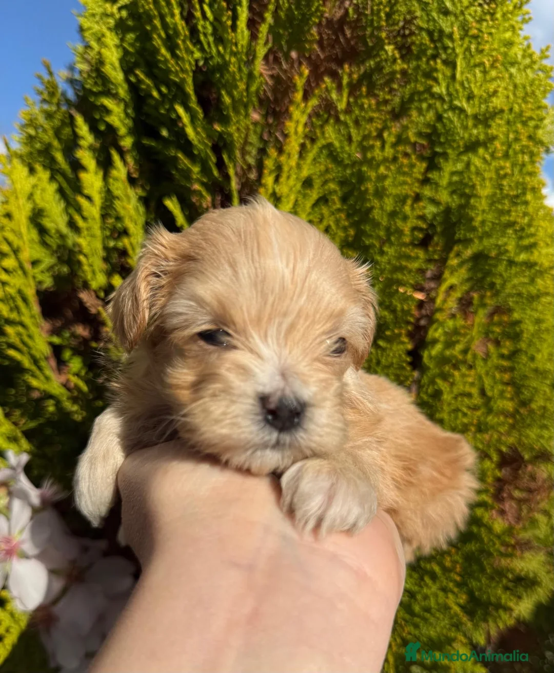Maltipoo perros en venta: Maltipoo Toy!!! - Anuncio 2