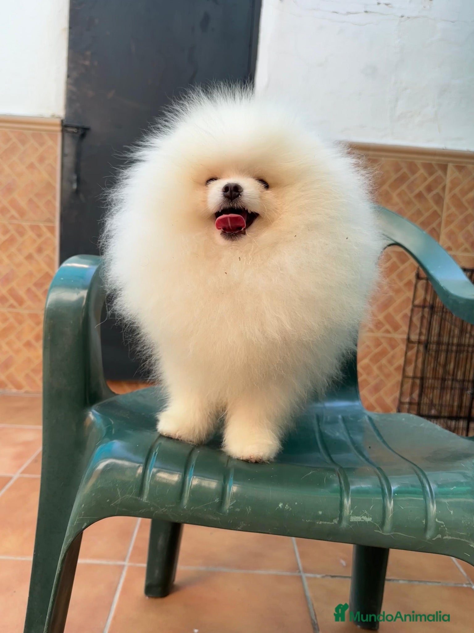 Pomerania perros Lulú de pomerania Macho y hembra en granada  - Anuncio 2