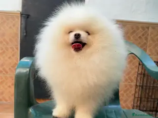 Pomerania perros Lulú de pomerania Macho y hembra en granada - Anuncio 2