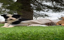 Border Collie perros en venta: CAMADA BORDER COLLIE - Imagen 1