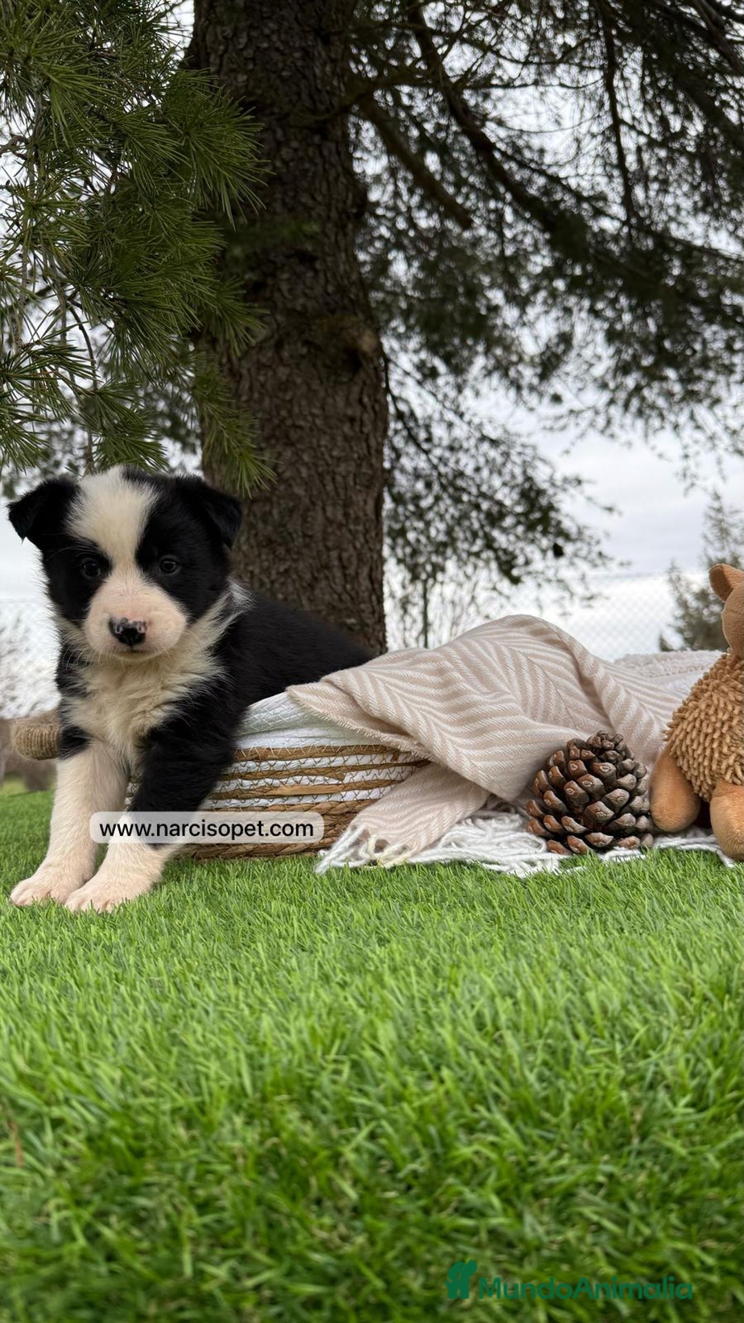 Border Collie perros en venta: CAMADA BORDER COLLIE - Imagen 1