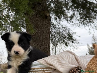Border Collie perros - Anuncio 20