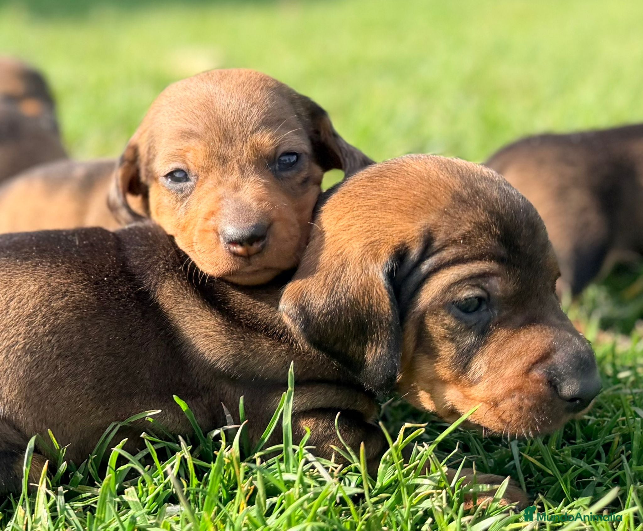 Teckel Miniatura perros Chocolate  - Anuncio 2