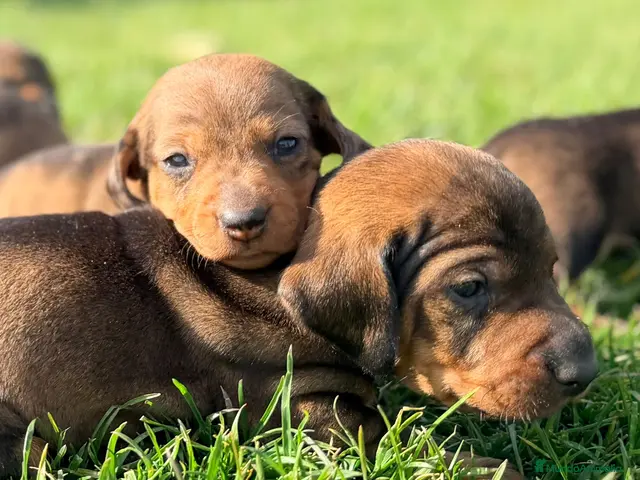 Teckel Miniatura perros en venta: Chocolate - Anuncio 2
