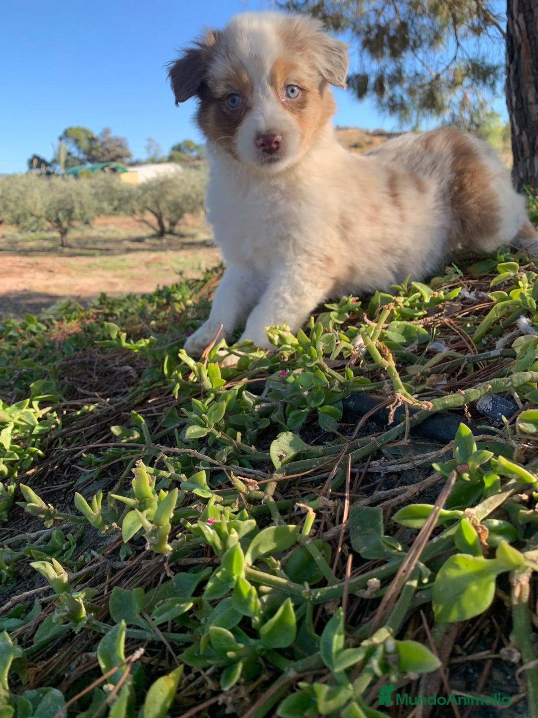 Pastor Australiano perros en venta: PASTOR AUSTRALIANO  - Anuncio 14