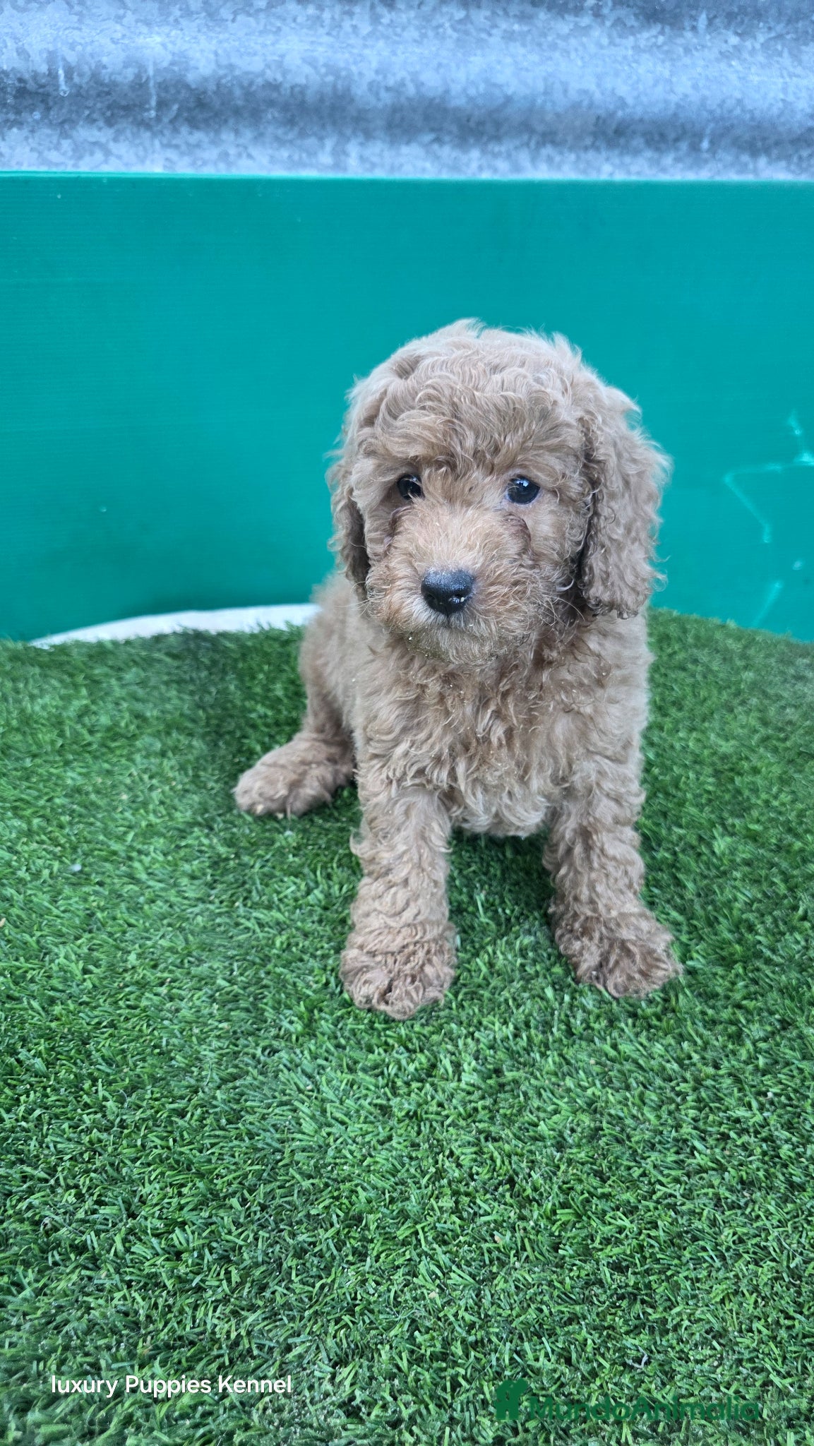 Caniche Enano perros Caniches toy / enanos  - Anuncio 2