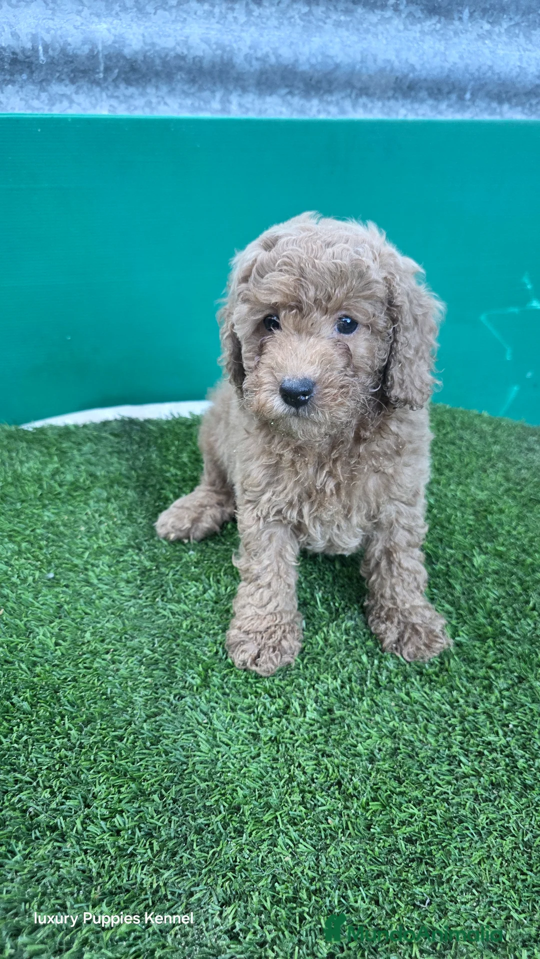Caniche Enano perros en venta: Caniches toy / enanos  - Anuncio 1