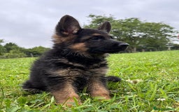 Pastor Alemán perros en venta: Macho pastor Alemán  - Imagen 2