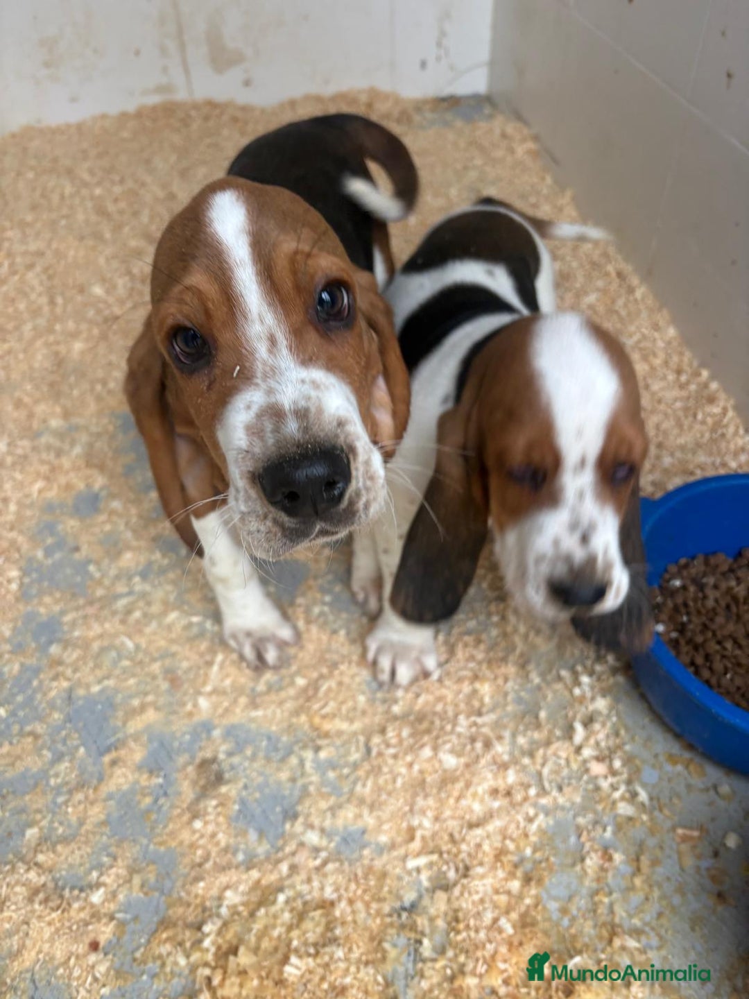 Basset Hound perros en venta: Último BASSET HOUND  - Anuncio 10