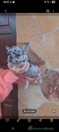 Bulldog Francés perros - Anuncio 1