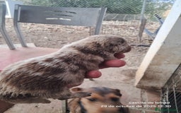 Border Collie perros en venta: Camada de border collie  - Imagen 9