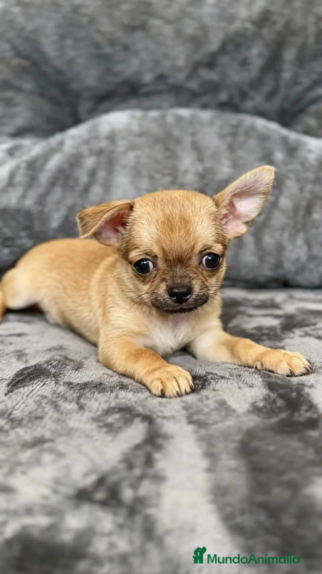 Chihuahua perros en venta: Chihuahuas  - Anuncio 6