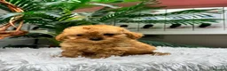 Caniche Toy perros en venta: CANICHE TOY - Anuncio 2