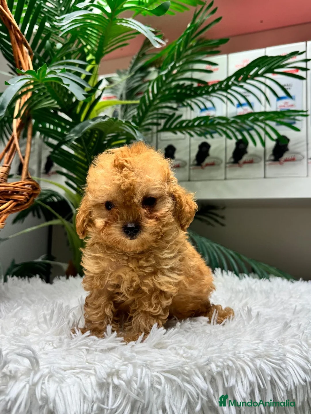 Caniche Toy perros en venta: CANICHE TOY - Anuncio 2