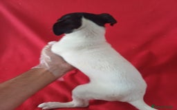 Ratonero Bodeguero Andaluz perros en venta: Bodeguero Ratonero Andaluz  - Imagen 3