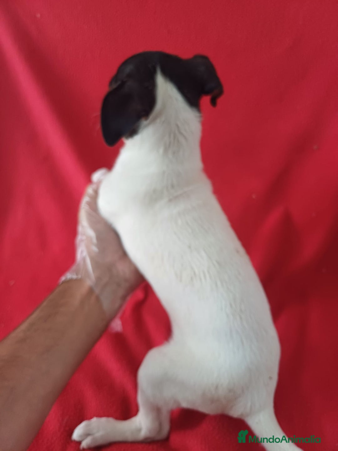 Ratonero Bodeguero Andaluz perros en venta: Bodeguero Ratonero Andaluz  - Imagen 3