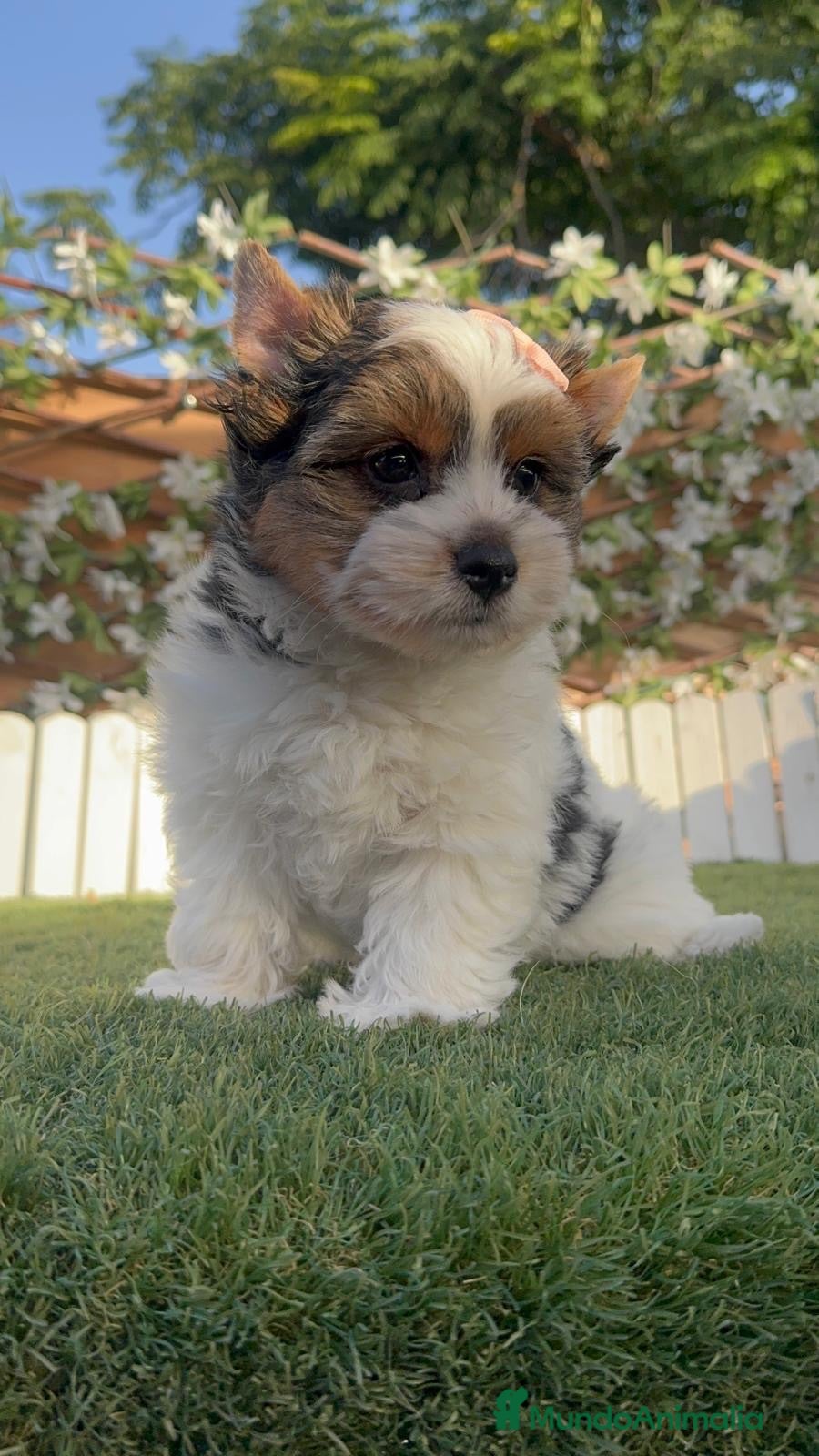 Yorkshire Terrier perros YORKSHIRE BIEWER 🎀 - Anuncio 1