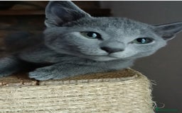 Azul Ruso gatos en venta: Cachorros azul ruso  en Cuenca - Imagen 2
