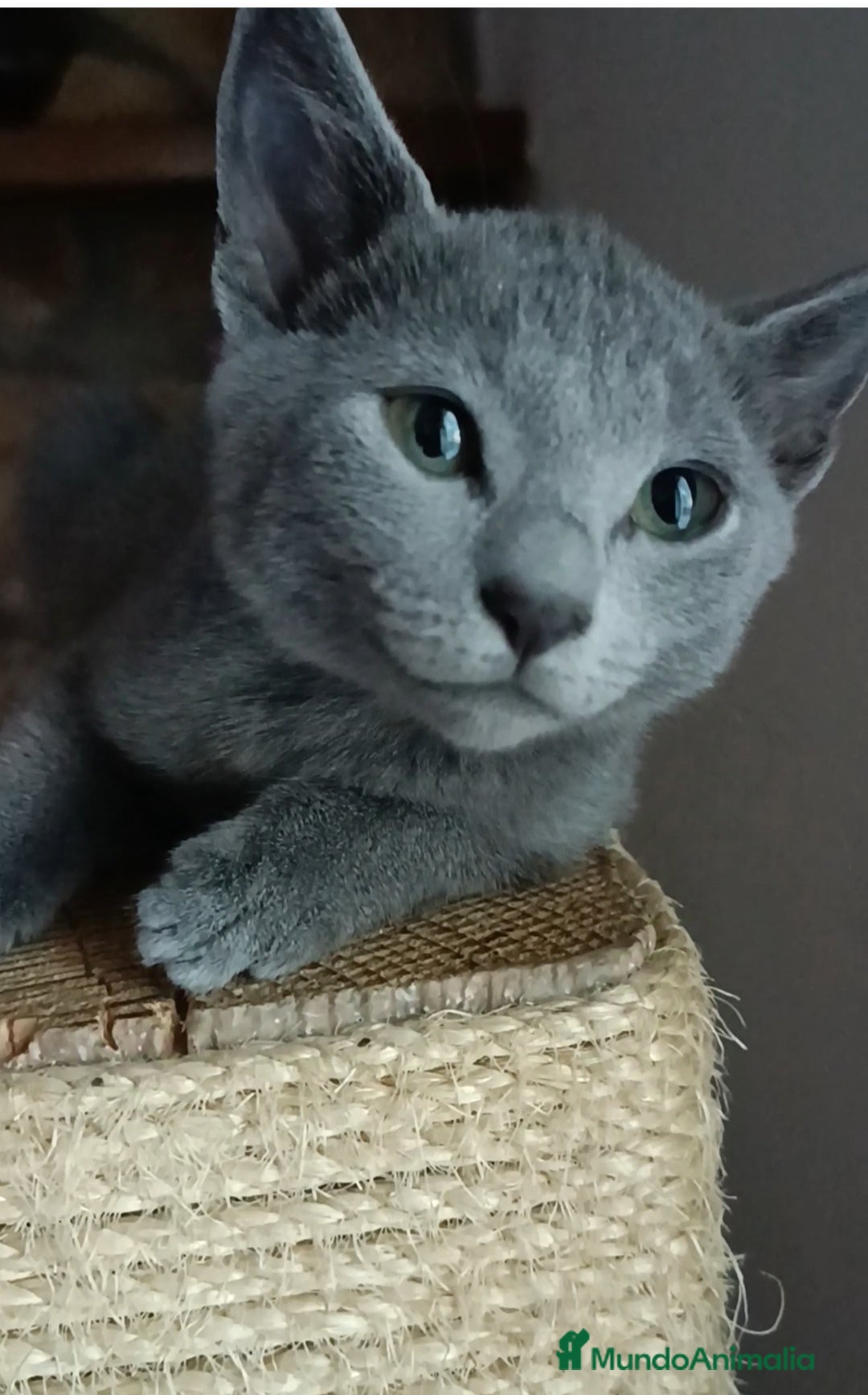 Azul Ruso gatos en venta: Cachorros azul ruso  en Cuenca - Imagen 2
