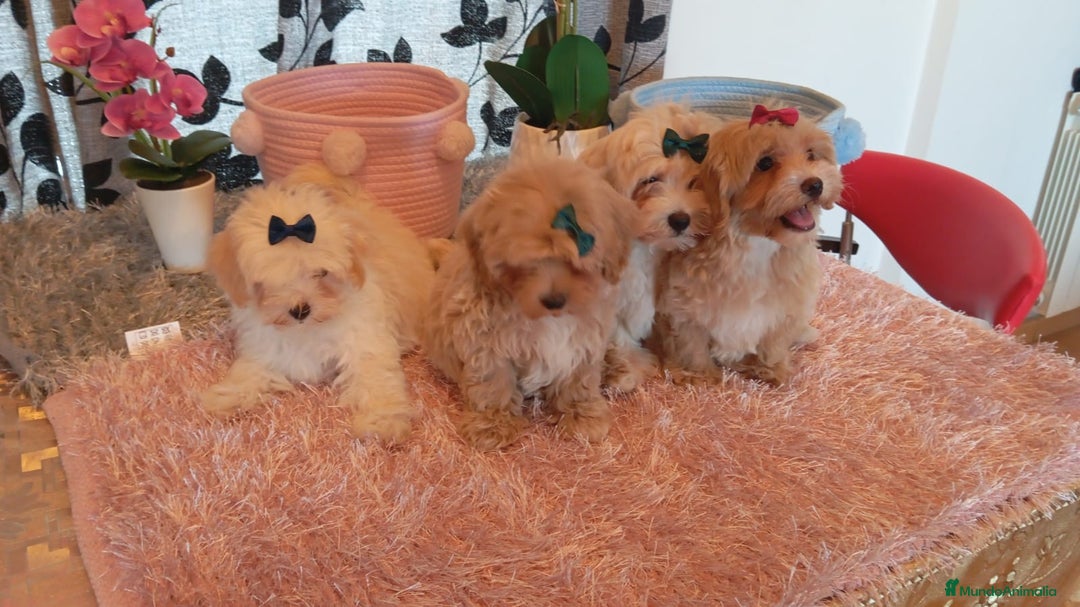 Maltipoo perros en venta: Maltipoo  - Imagen 2