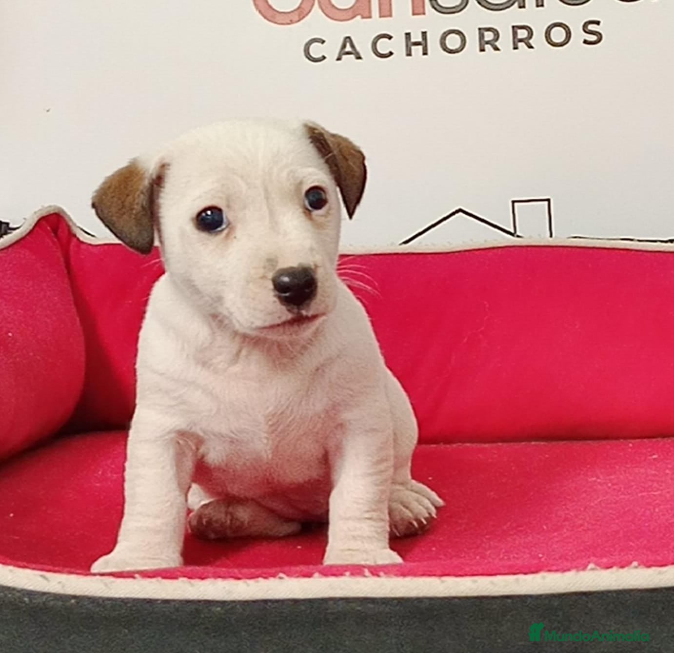 Jack Russell Terrier perros Jack Russell  - Anuncio 2