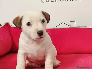 Jack Russell Terrier perros Jack Russell - Anuncio 2