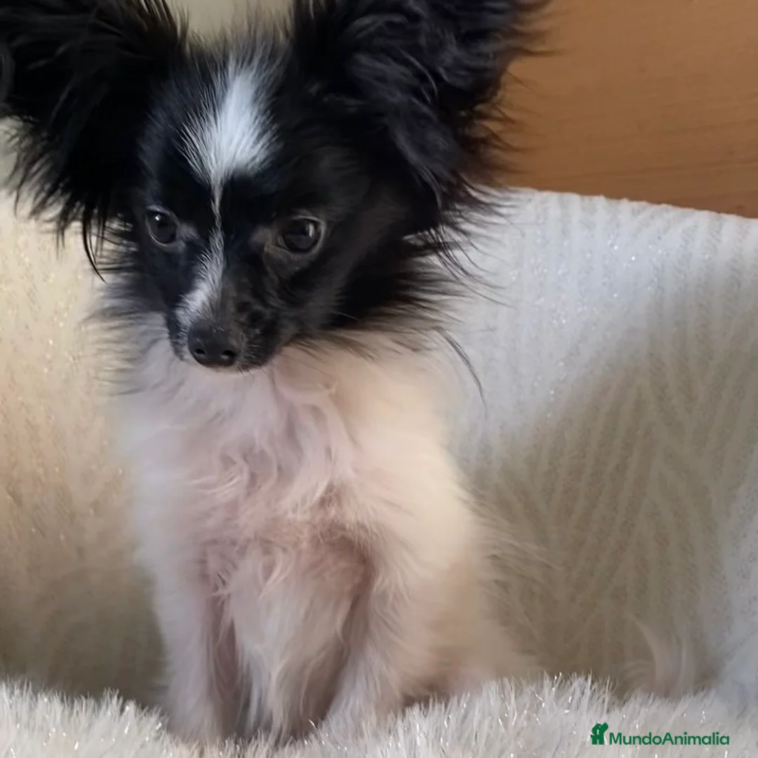 Papillon perros en venta: Papillon - Anuncio 1