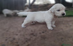 Golden Retriever perros en venta: PRECIOSOS GOLDEN RETRIEVER  - Imagen 2