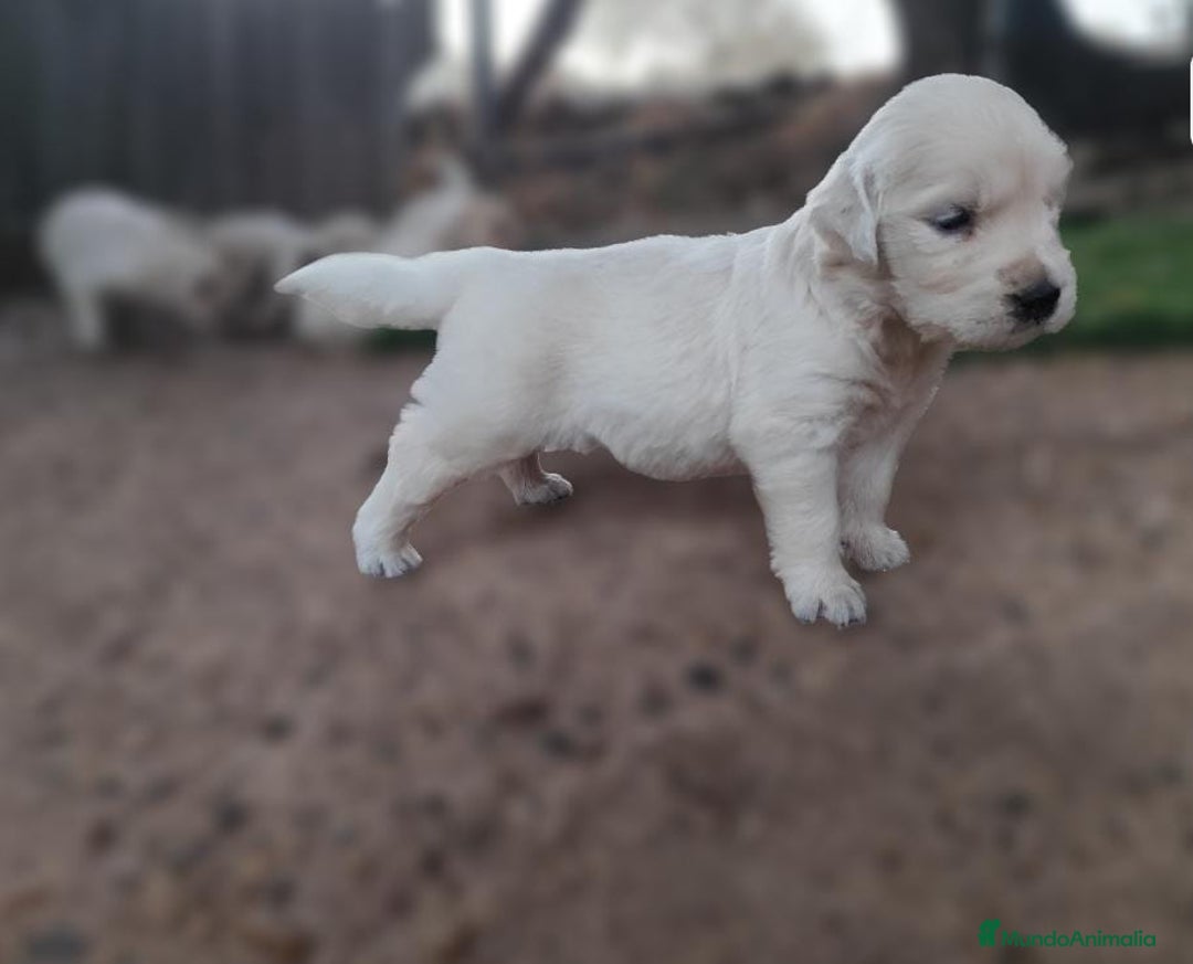 Golden Retriever perros en venta: PRECIOSOS GOLDEN RETRIEVER  - Imagen 2