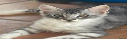 Maine Coon gatos en venta: Precioso cachorro Maine Coon - Anuncio 2