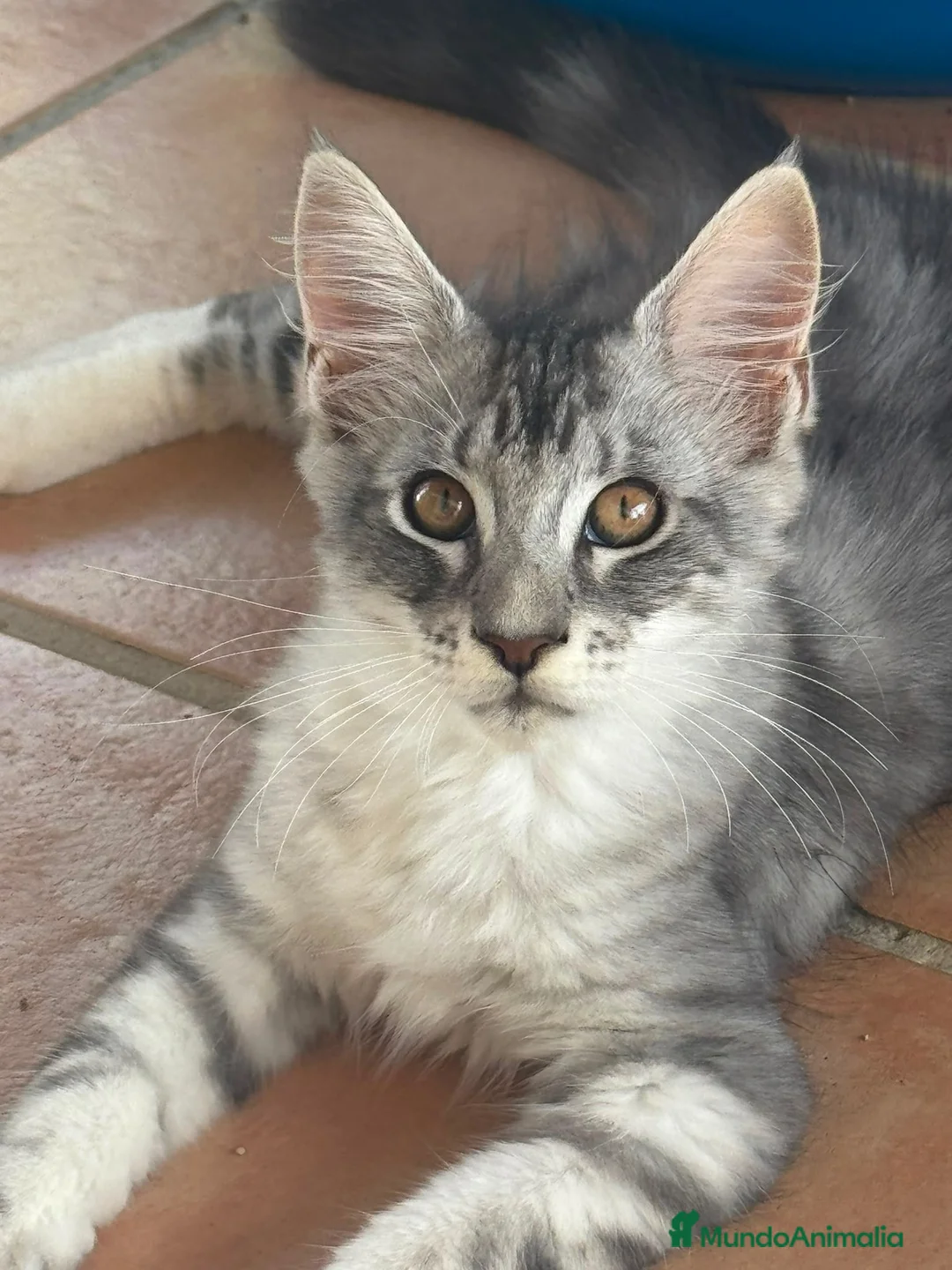Maine Coon gatos en venta: Precioso cachorro Maine Coon - Anuncio 2