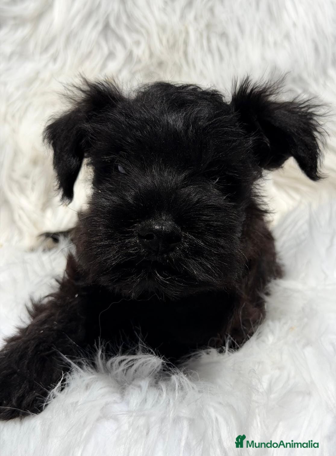 Schnauzer Miniatura perros SCHNAUZER MINIATURA NEGRO - Anuncio 1