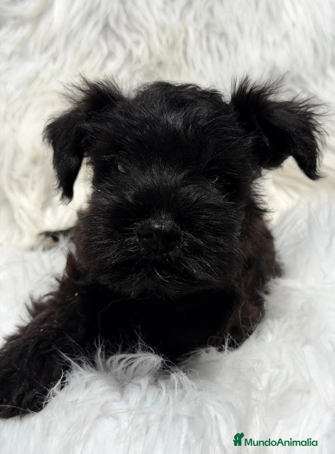 Schnauzer Miniatura perros en venta: SCHNAUZER MINIATURA NEGRO - Anuncio 1