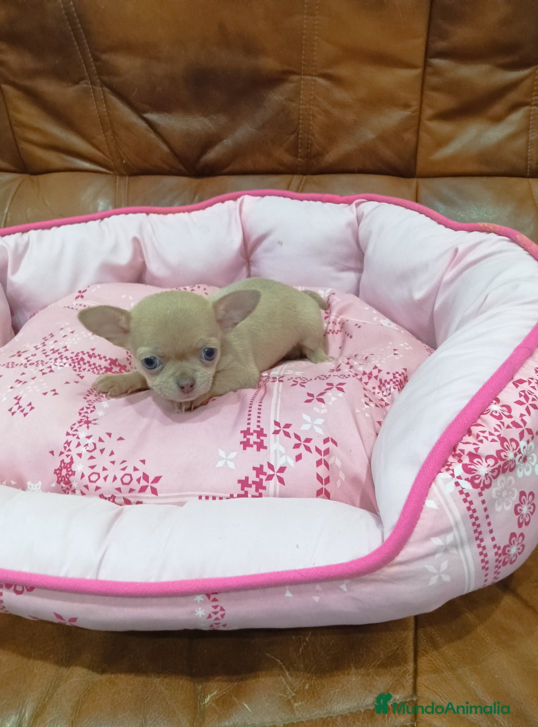 Chihuahua perros en venta: CHIHUAHUA toy  - Anuncio 2