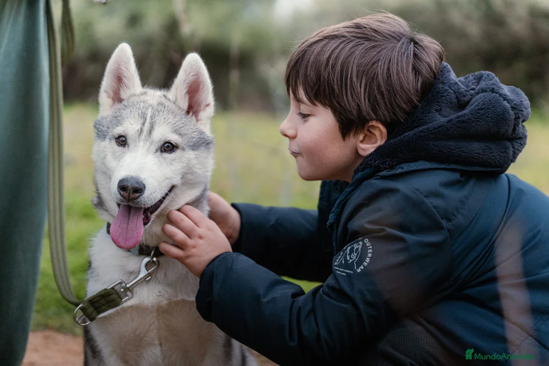 Husky Siberiano perros en venta: Macho  - Anuncio 3