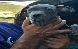 American Staffordshire-Terrier perros en venta: Machito y hembrita blue  - Imagen 3