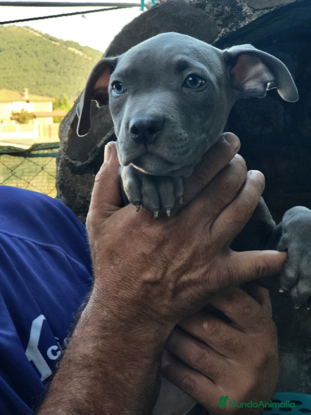 American Staffordshire-Terrier perros en venta: Machito y hembrita blue  - Imagen 3