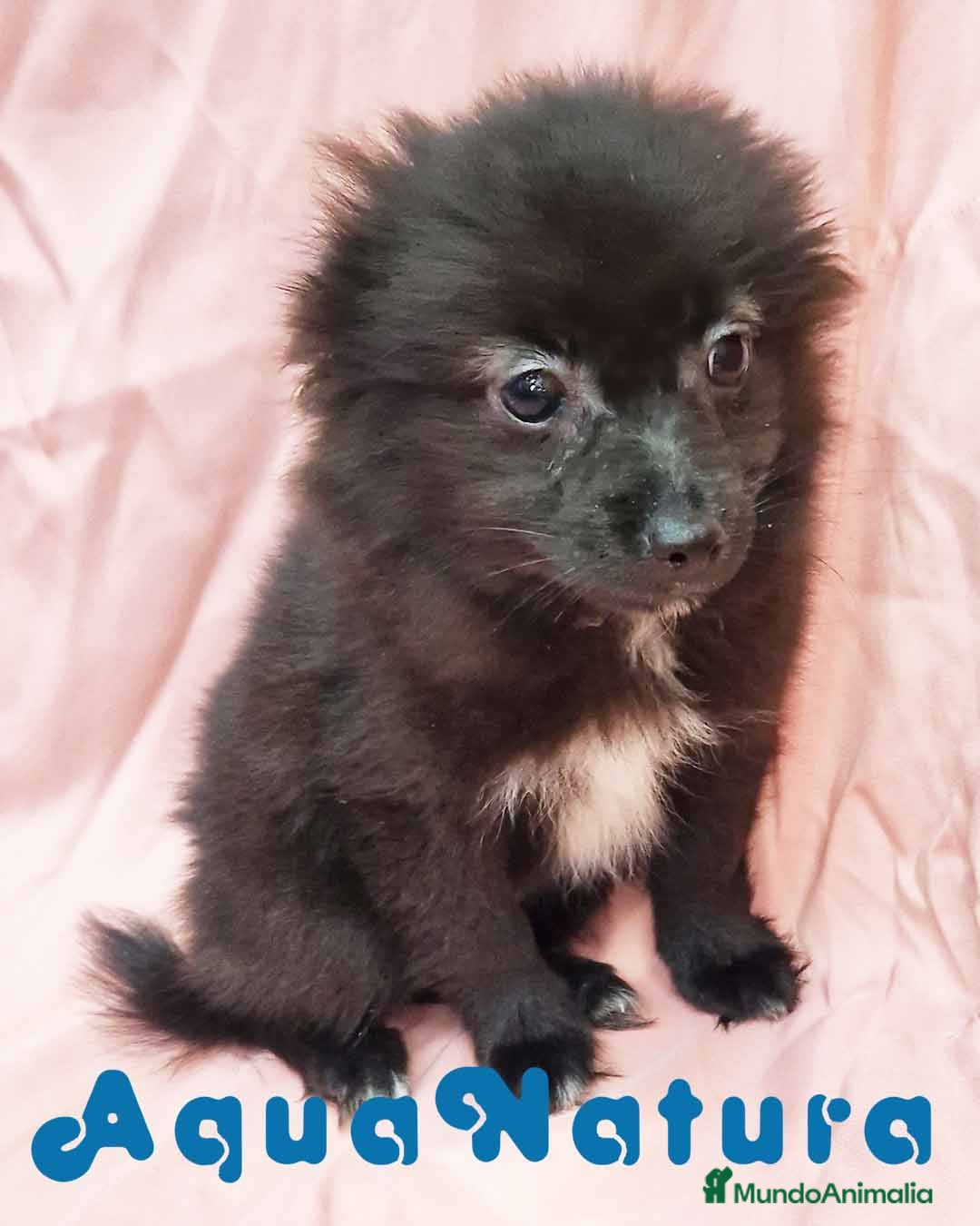 Chihuahua perros Pomchi Hembra de Aspi y Manchitas 4219- AQUANATURA en Barcelona - Anuncio 13